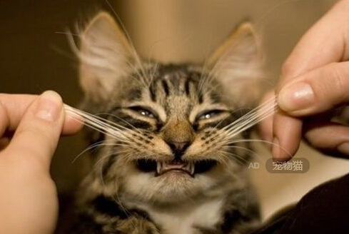 客房控制系統(tǒng) 客房控制系統(tǒng)